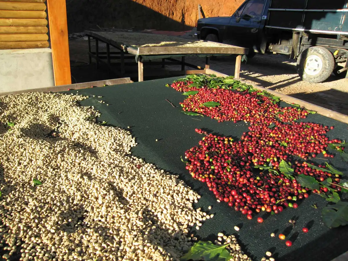 Ripe red coffee cherries on the plant during an Antigua coffee farm tour at a family farm in Ciudad Vieja, Guatemala