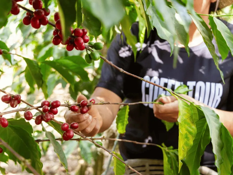 Coffee Farm Tour Antigua Guatemala — Ruta del Café